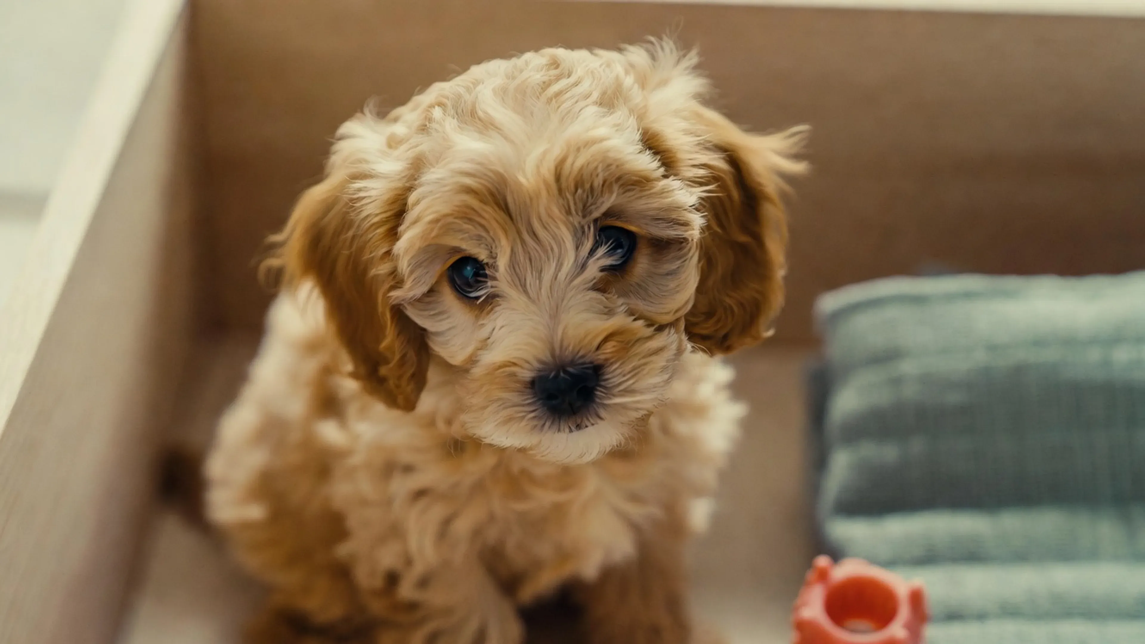 Cavapoo puppy with a wavy apricot coat sitting in a Balestier home playpen