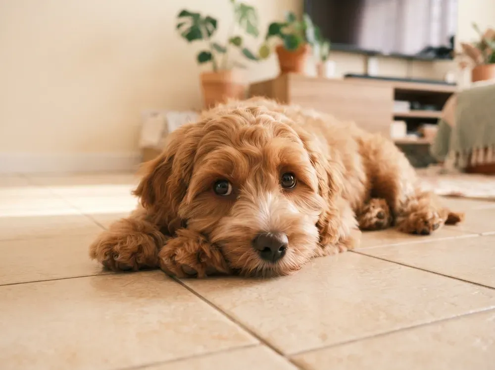 Caramel female Cavapoochon puppy available in Singapore