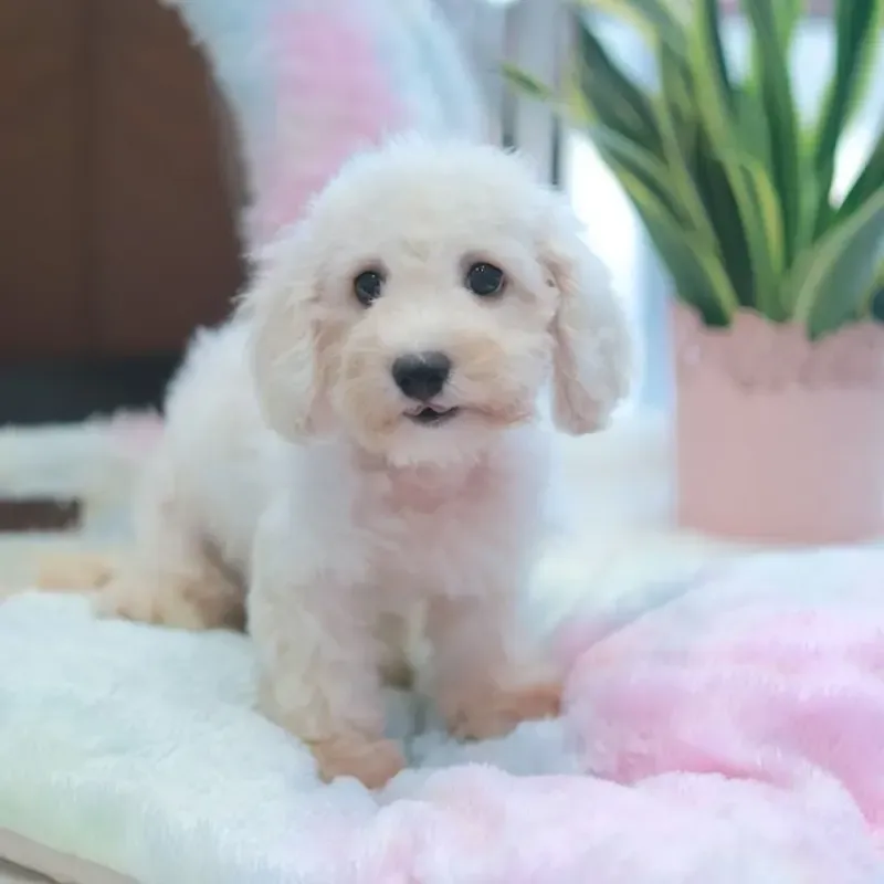 A apricot Cavachon boy who found a loving home in Singapore