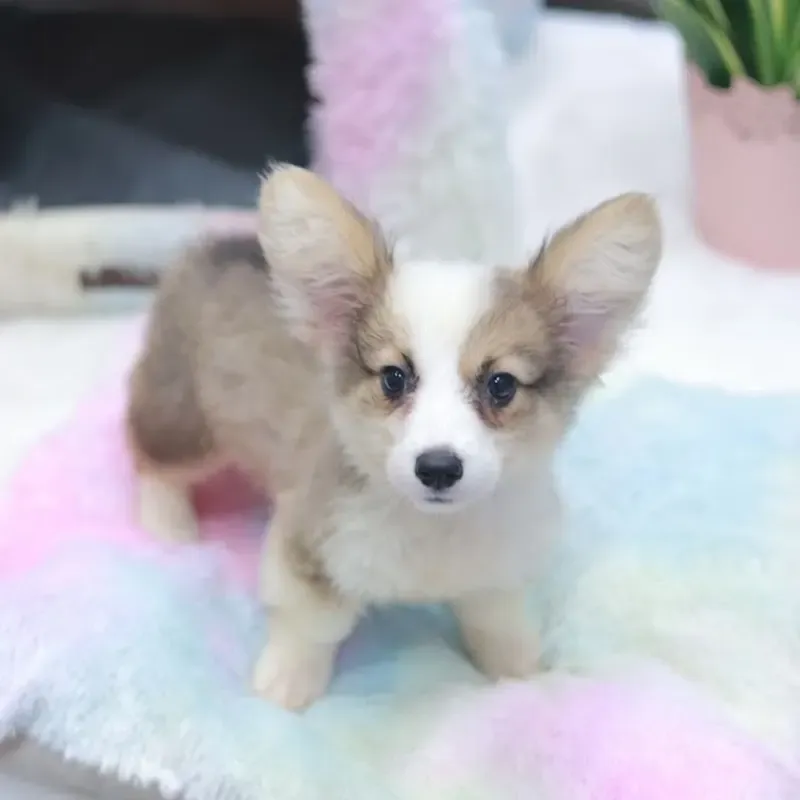 A tri color Corgi girl who found a loving home in Singapore