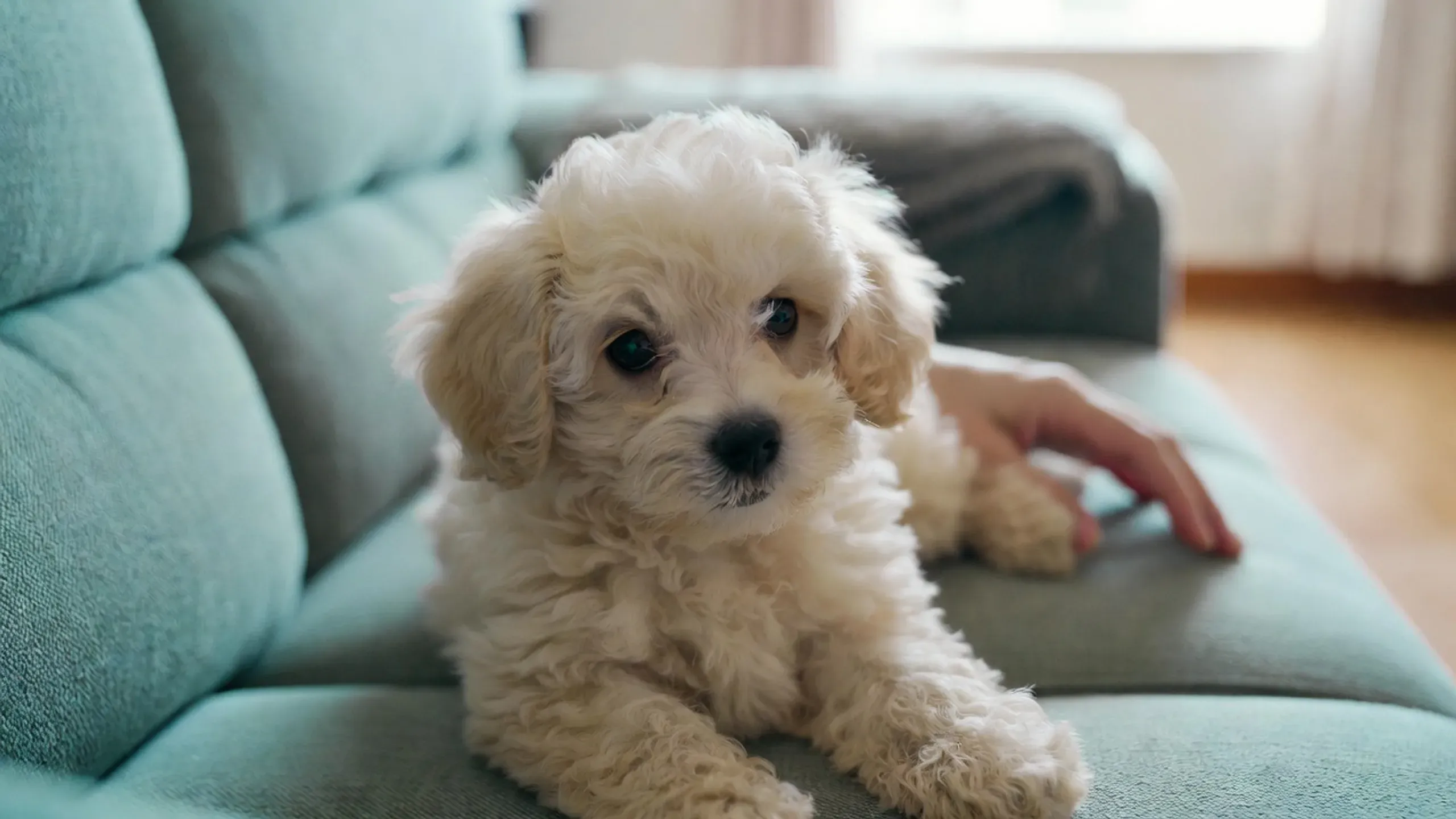 White female Maltipoo puppy cuddled close on a caregiver's lap