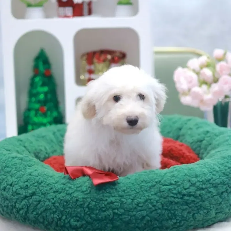 A cream Goldendoodle girl who found a loving home in Singapore