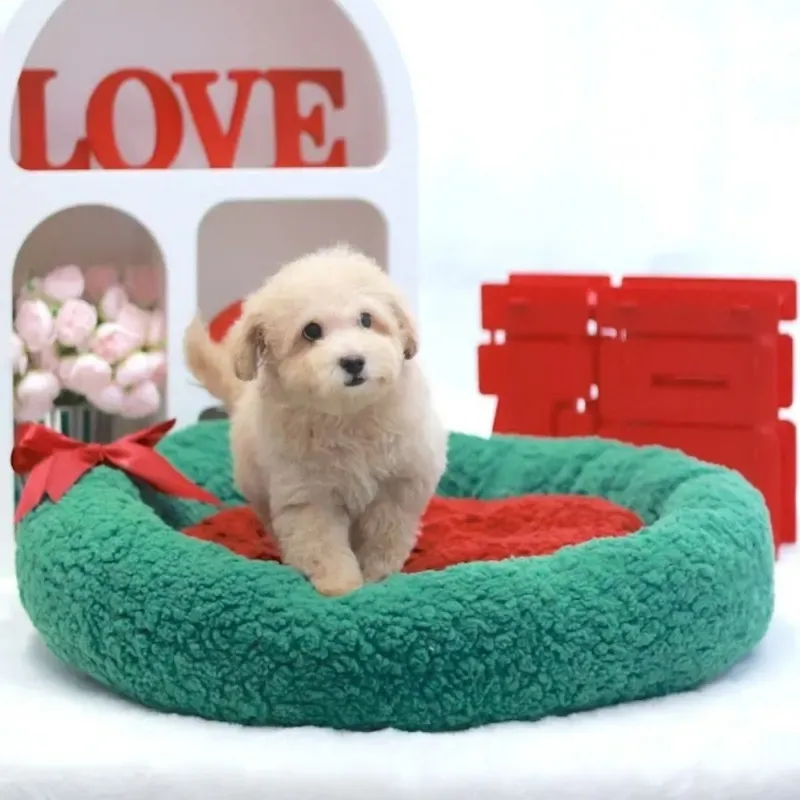 A apricot Toy Poodle boy who found a loving home in Singapore