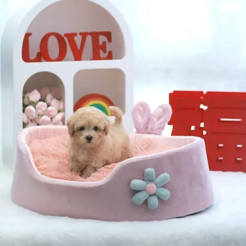 A apricot Bichonpoo boy who found a loving home in Singapore