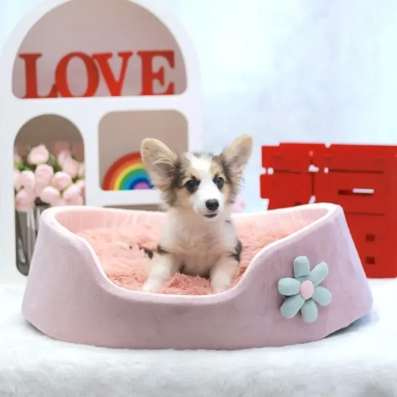 A tri color Corgi girl who found a loving home in Singapore