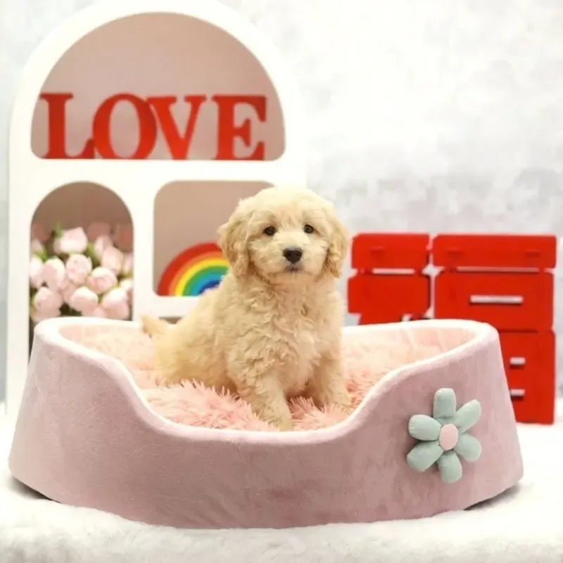 Golden Female Goldendoodle puppy Robin recently placed with a Singapore family