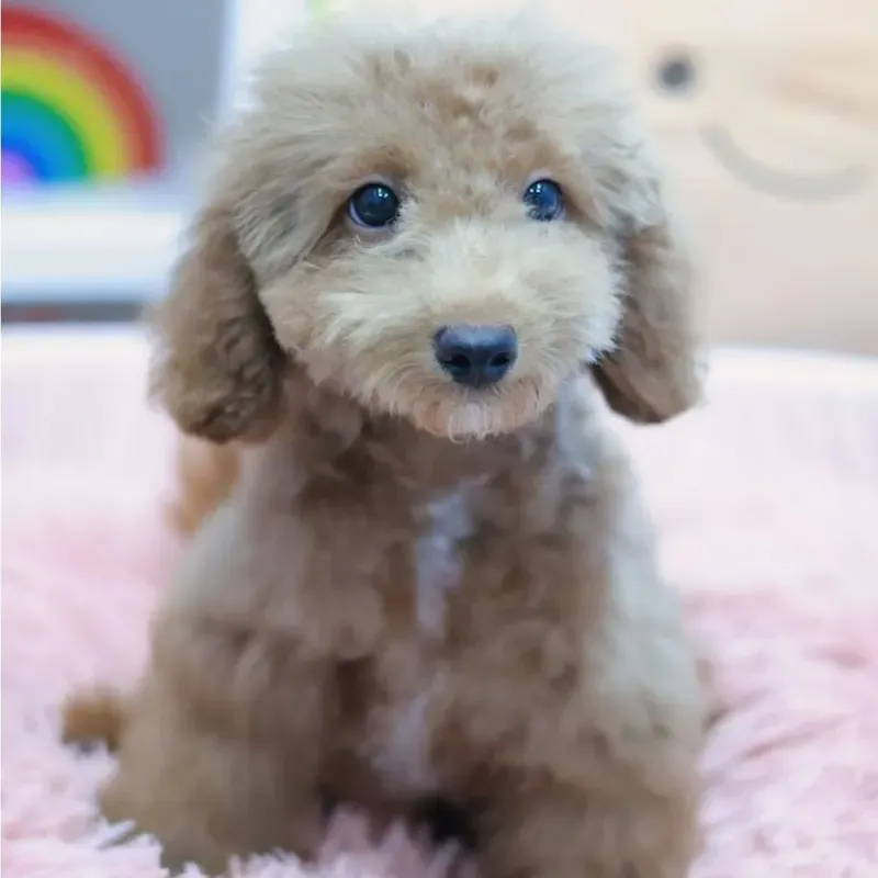 A red Toy Poodle boy who found a loving home in Singapore