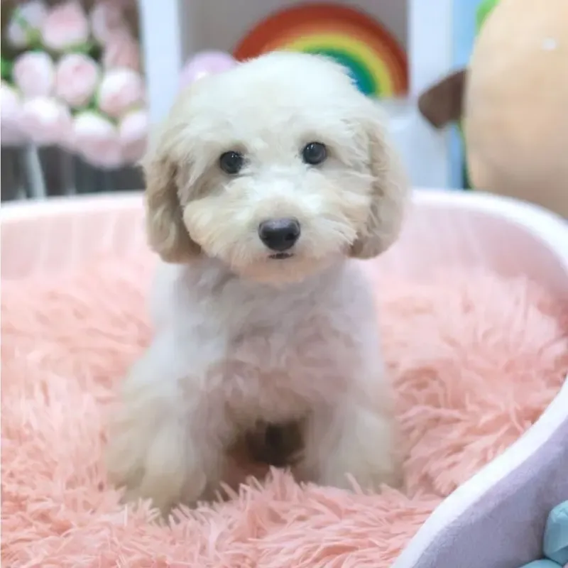 A apricot Toy Poodle boy who found a loving home in Singapore