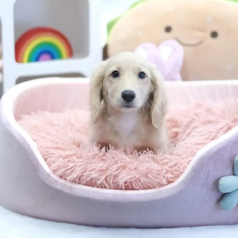 A cream Mini Dachshund boy who found a loving home in Singapore
