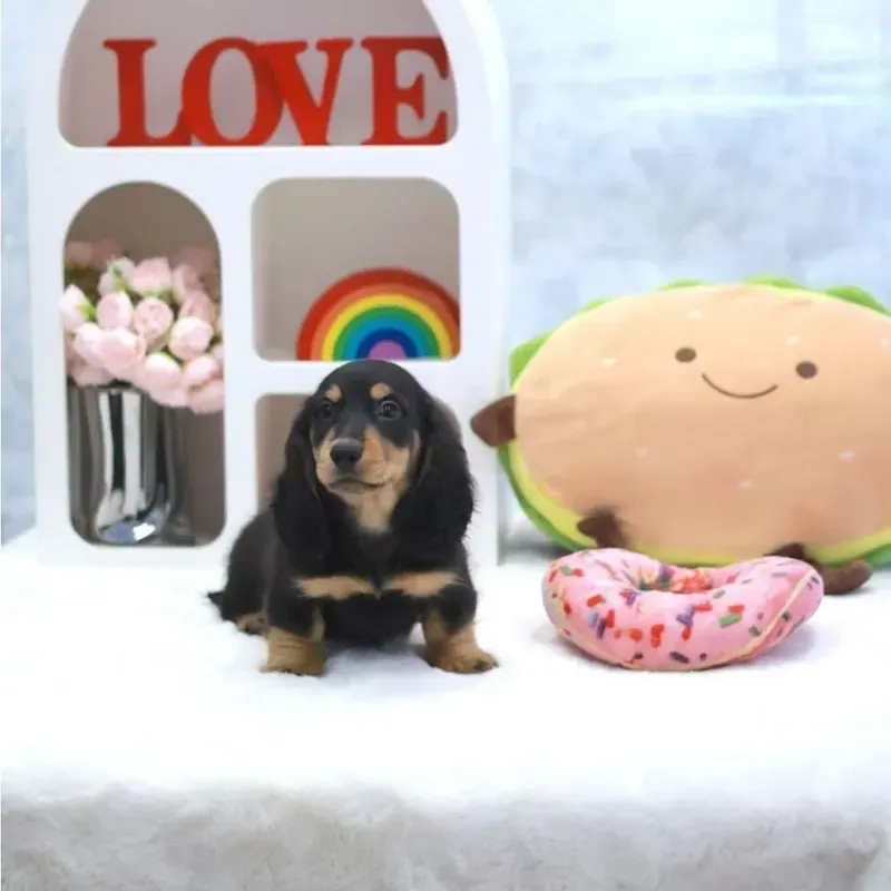 A black tan Mini Dachshund boy who found a loving home in Singapore