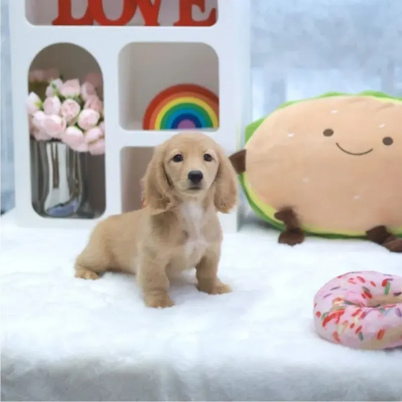 A golden Mini Dachshund girl who found a loving home in Singapore