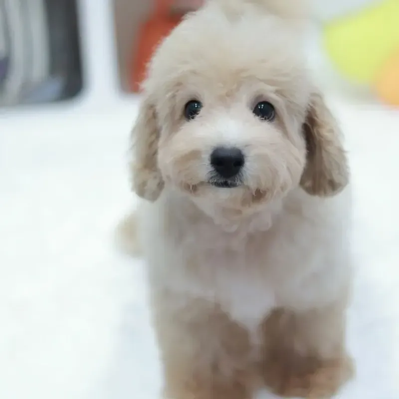 A apricot Bichonpoo boy who found a loving home in Singapore
