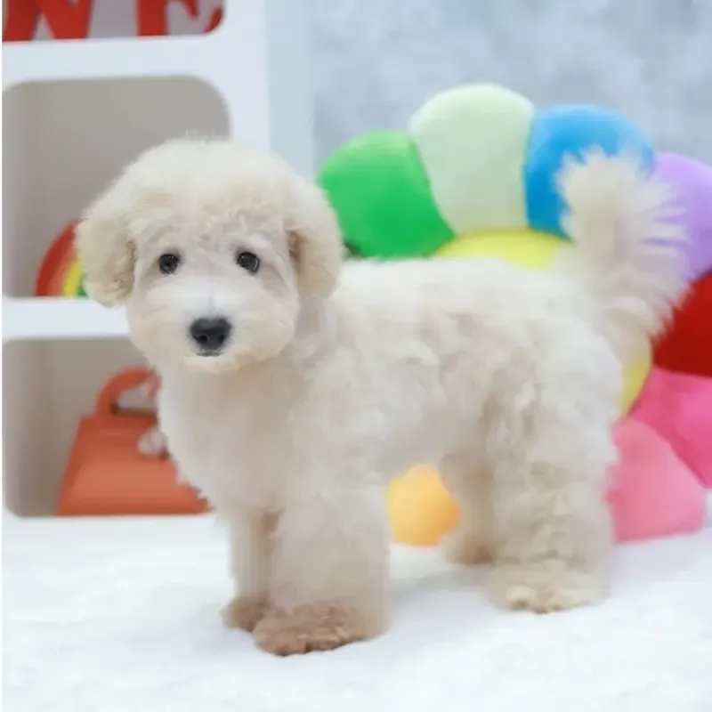 A apricot Bichonpoo boy who found a loving home in Singapore