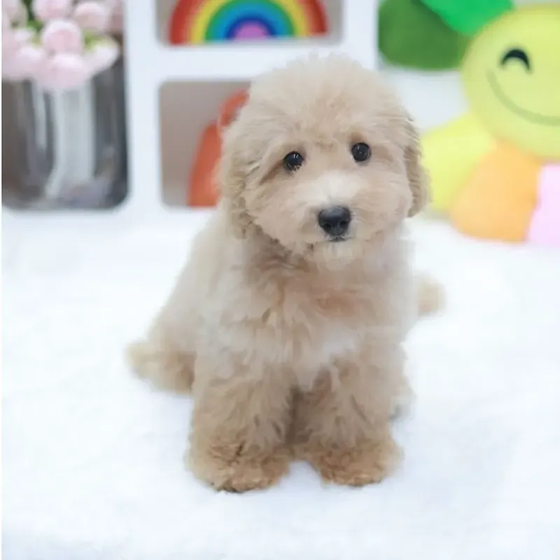 A apricot Bichonpoo boy who found a loving home in Singapore