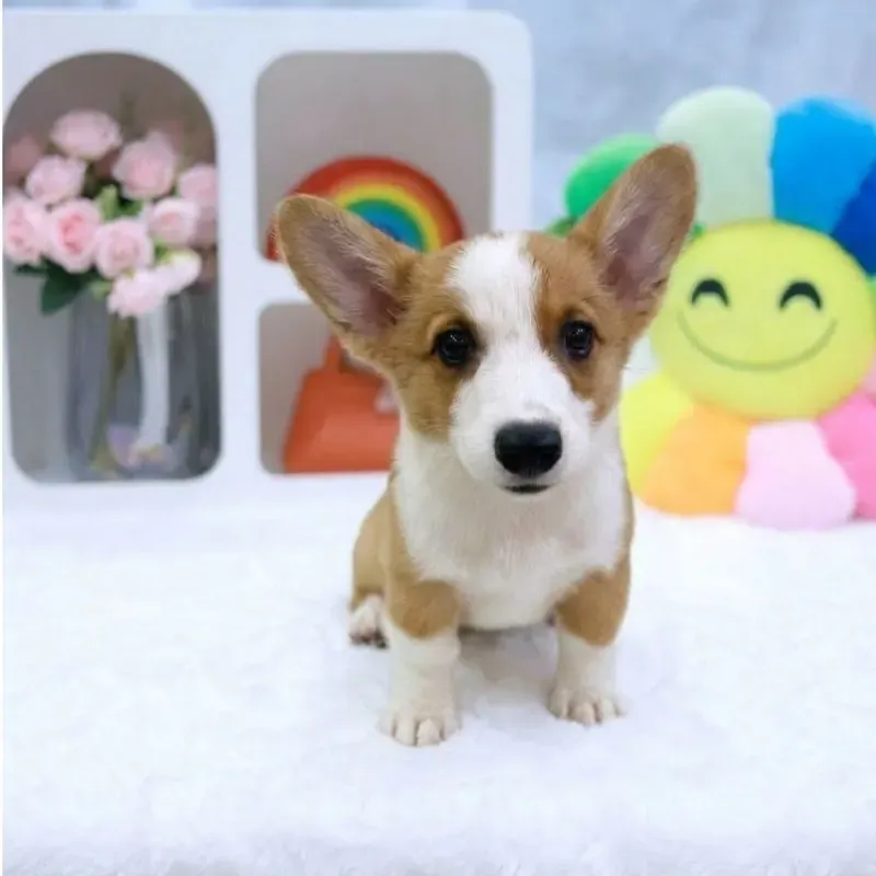 Red White Male Corgi puppy Leo recently placed with a Singapore family