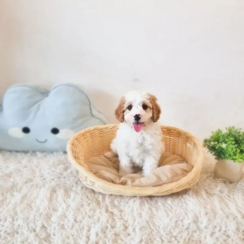 Blenheim Female Cockapoo puppy Hill recently placed with a Singapore family