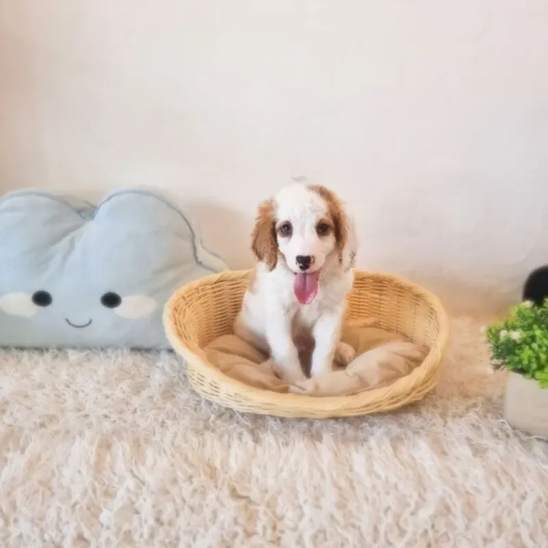 Blenheim Male Cockapoo puppy Billy recently placed with a Singapore family