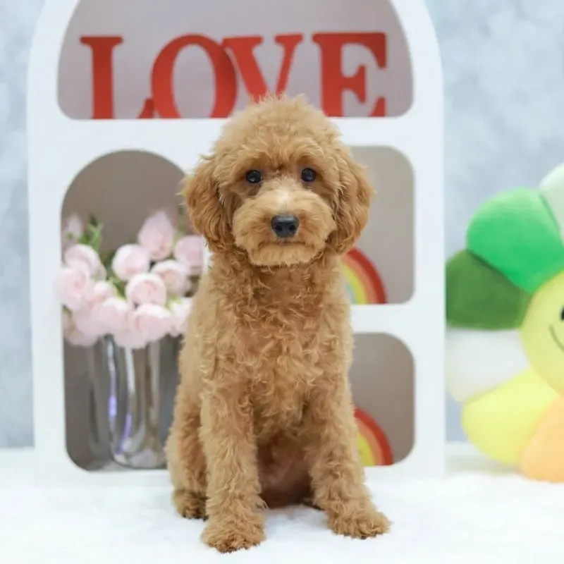 Apricot Male Toy Poodle puppy Honey recently placed with a Singapore family