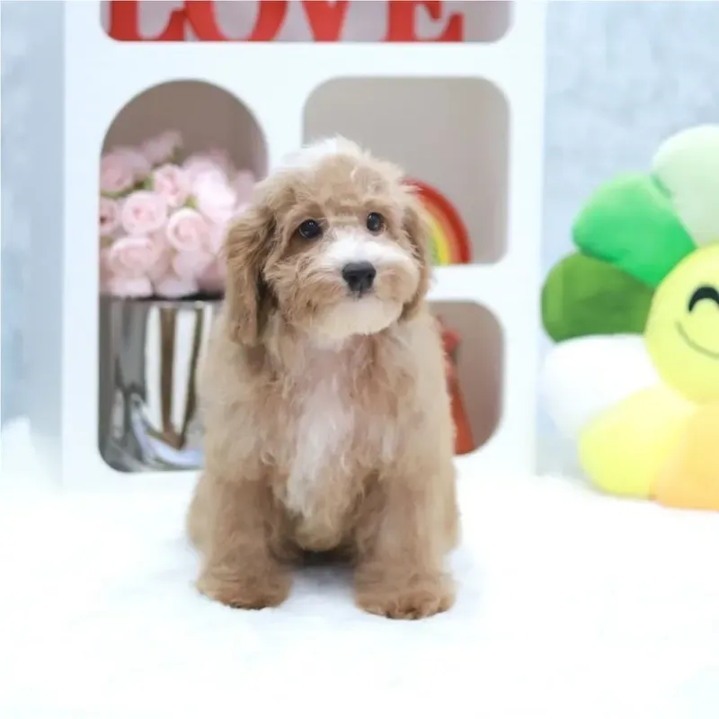 Beal, a brown white Cavapoo boy who found a loving home in Singapore between July and August 2026