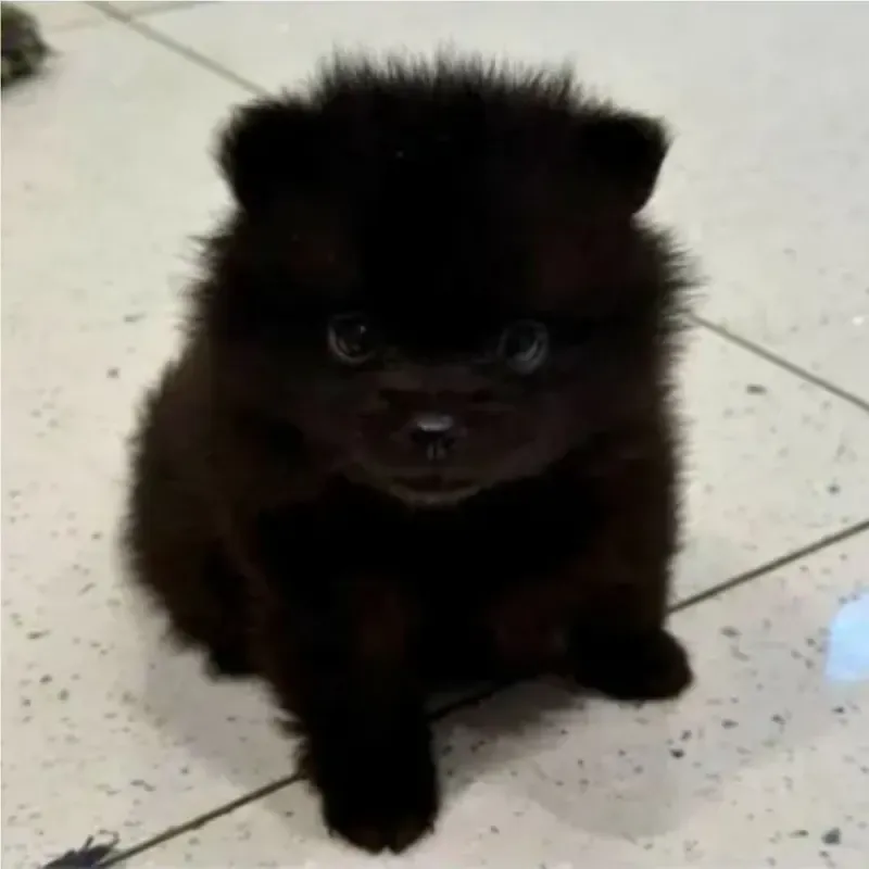 Black Female Pomsky puppy Ren recently placed with a Singapore family