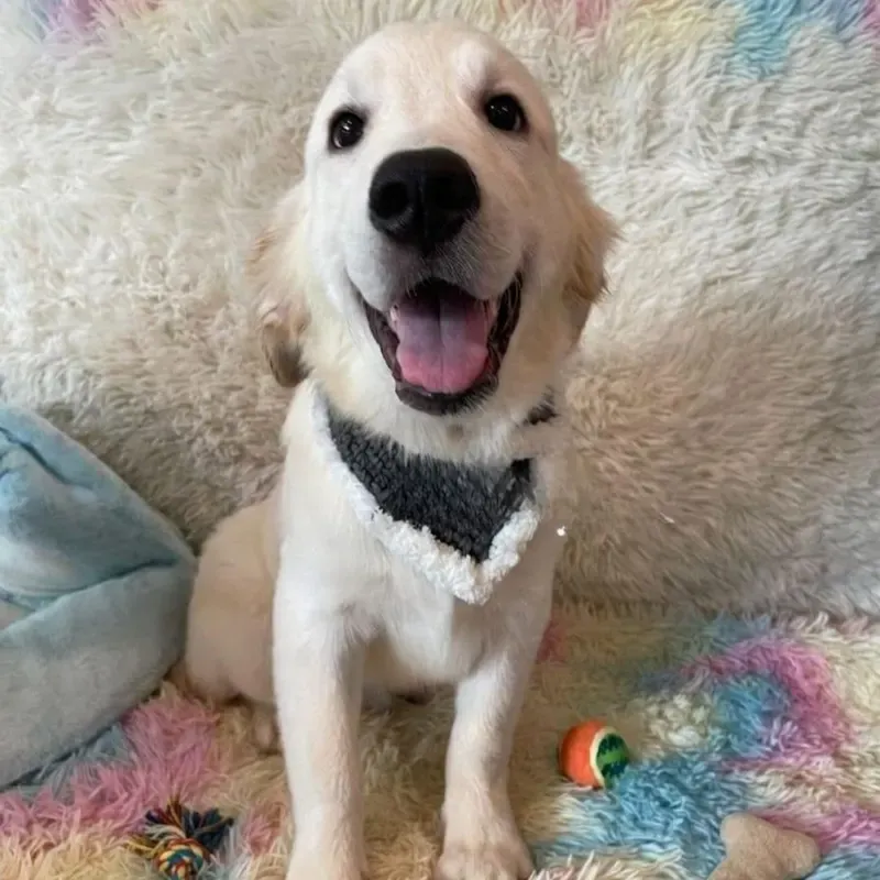 Cream Male Golden Retriever puppy Kaito recently placed with a Singapore family