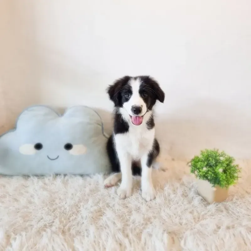 Black White Female Border Collie puppy Tatsumaki recently placed with a Singapore family