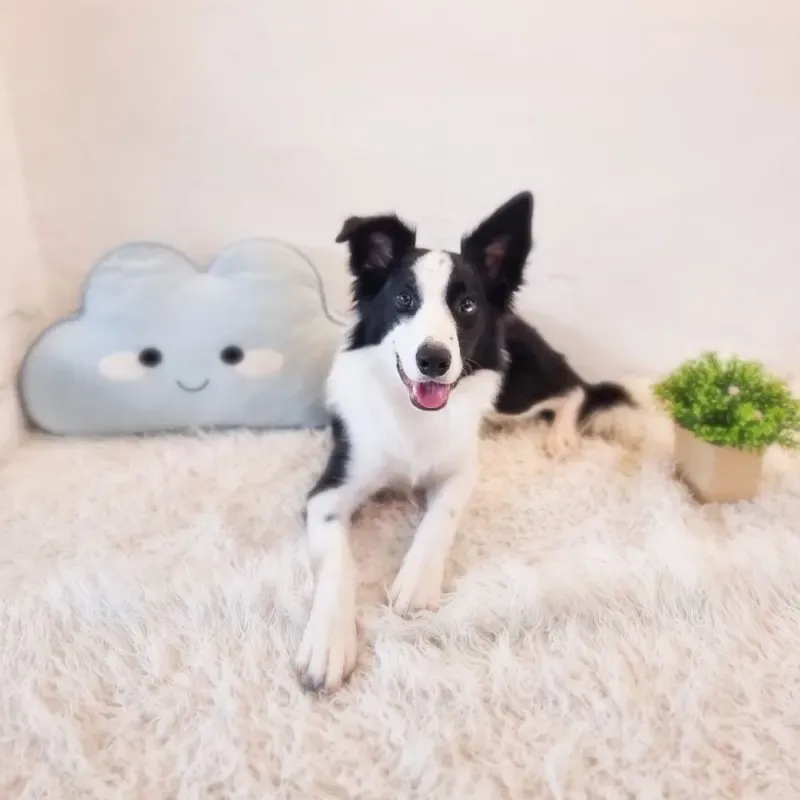 Black White Male Border Collie puppy Emilia recently placed with a Singapore family