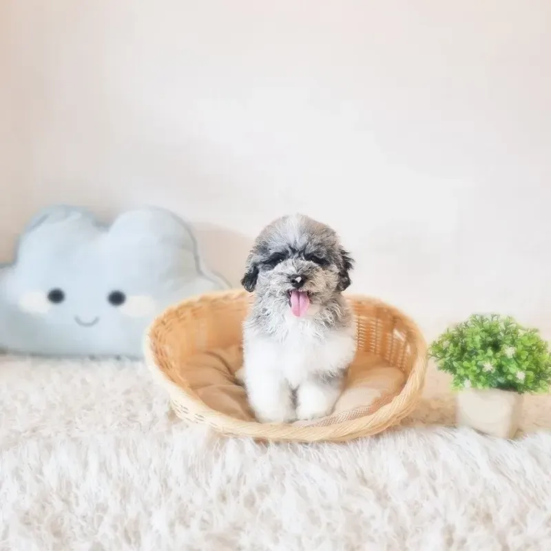 Merle Male Bichonpoo puppy Gojo recently placed with a Singapore family
