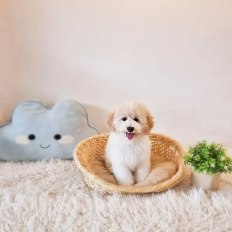Cream Male Bichonpoo puppy Usagi recently placed with a Singapore family