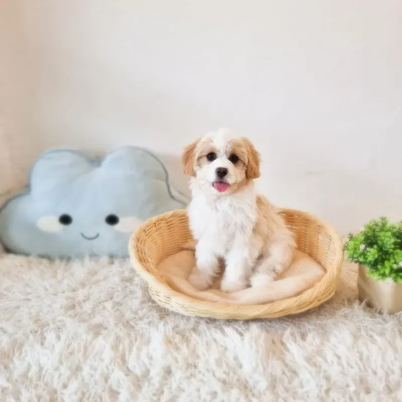 Cream Female Cavachon puppy Totoro recently placed with a Singapore family