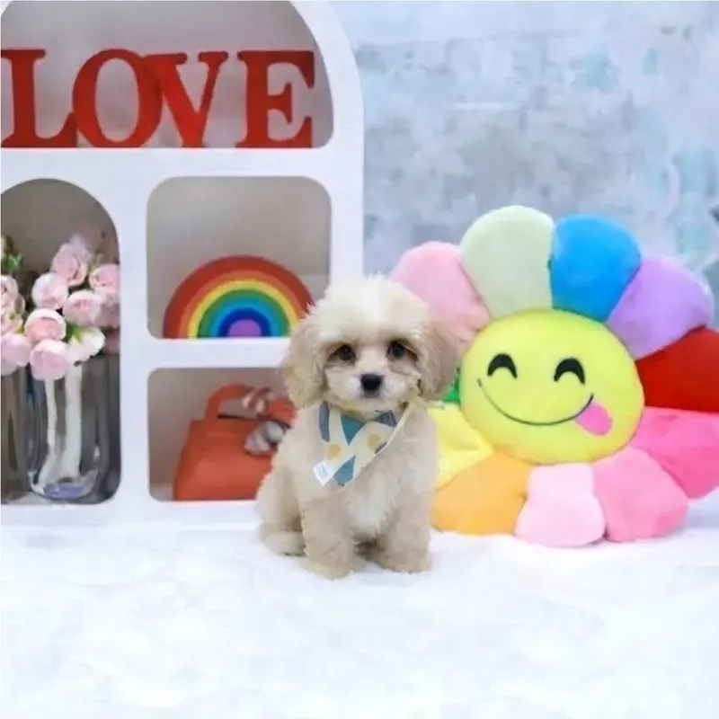 Ume, a cream Cavachon boy who found a loving home in Singapore in August 2026