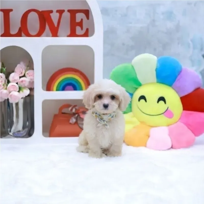 Ozzy, a cream Cavapoochon boy who found a loving home in Singapore between July and August 2026
