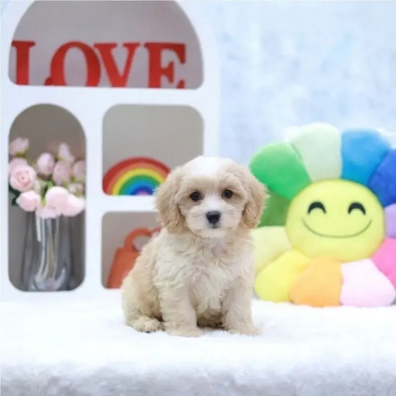 Yoru, a cream Cavachon boy who found a loving home in Singapore in August 2026
