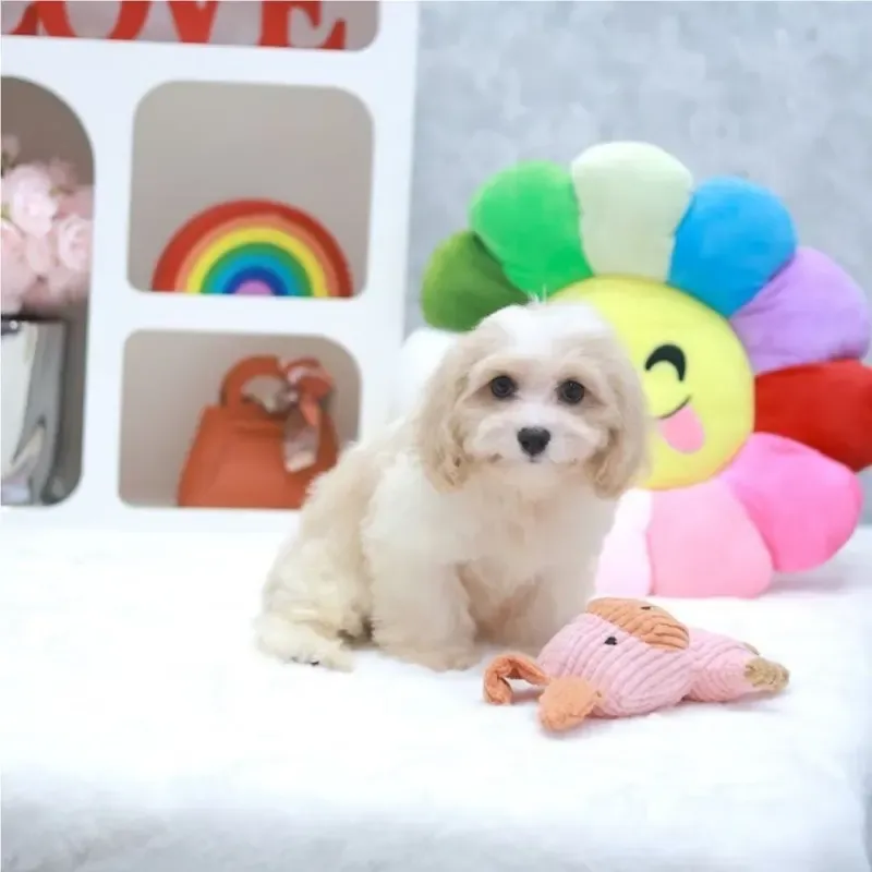 Max, a cream Maltipoo girl who found a loving home in Singapore between July and August 2026