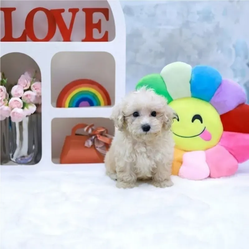Nancy, a cream Maltipoo girl who found a loving home in Singapore between July and August 2026