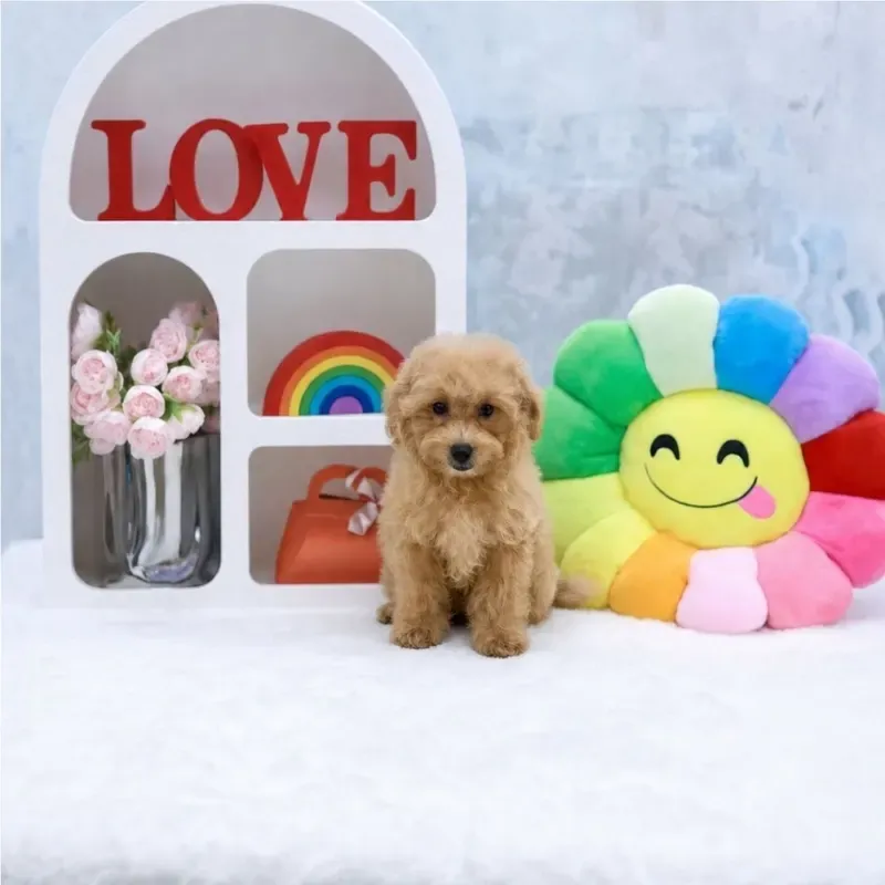 Henry, a apricot Maltipoo boy who found a loving home in Singapore in September 2026