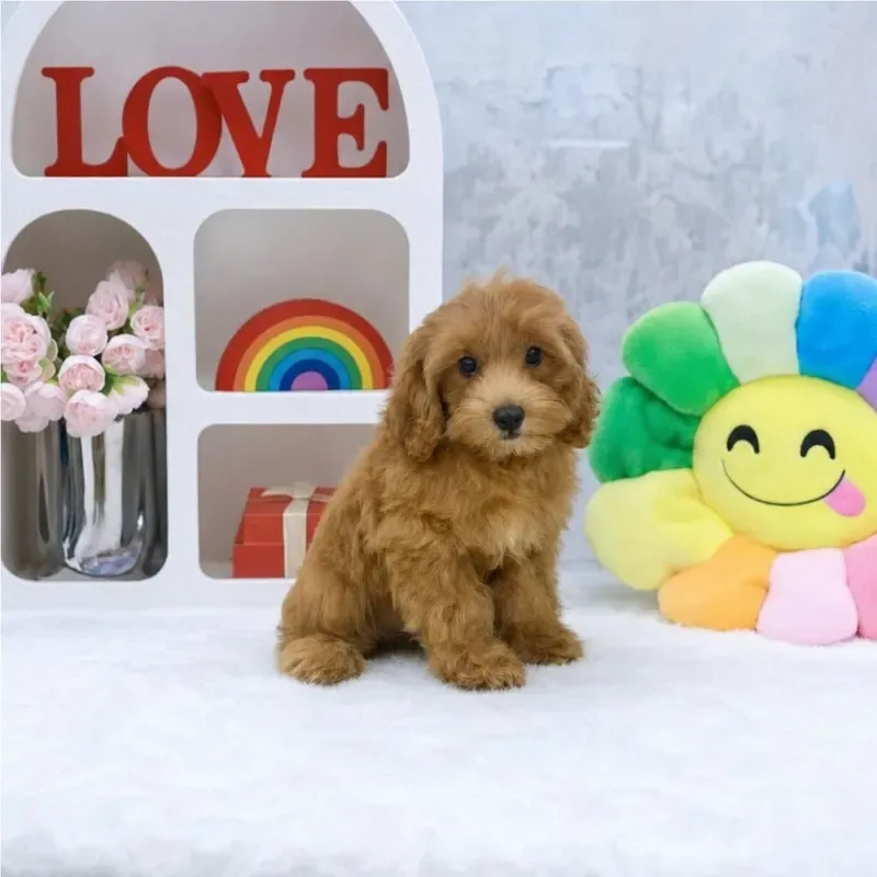 Nobara, a apricot Cavapoo boy who found a loving home in Singapore in August 2026