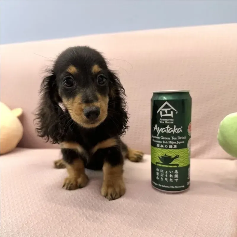 A black tan Mini Dachshund girl who found a loving home in Singapore between July and August 2026