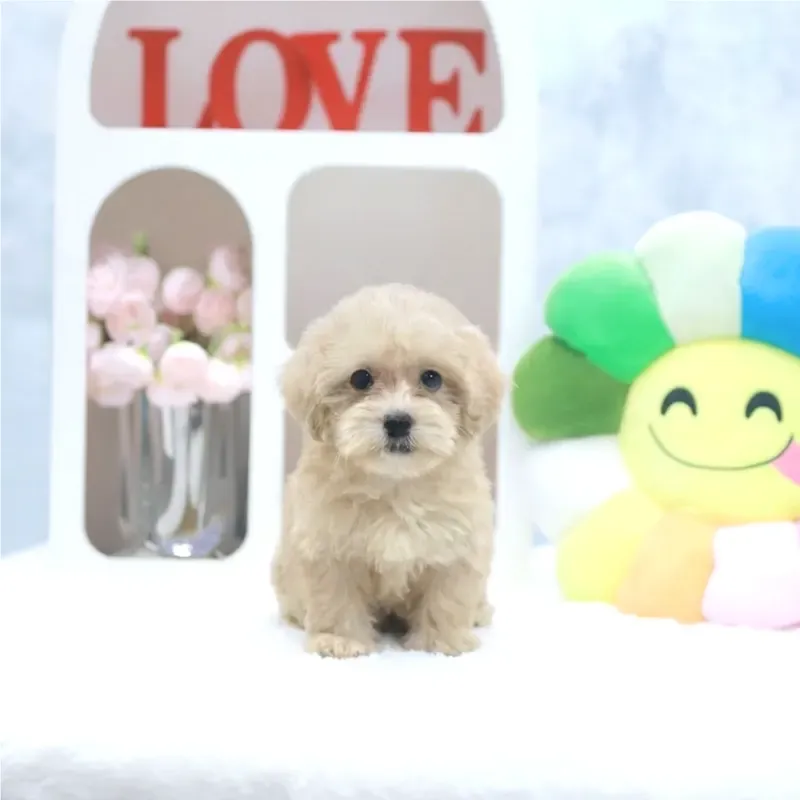 Jededia, a cream Maltipoo boy who found a loving home in Singapore between July and August 2026