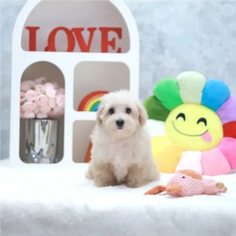 Octavius, a cream Maltipoo boy who found a loving home in Singapore in August 2026