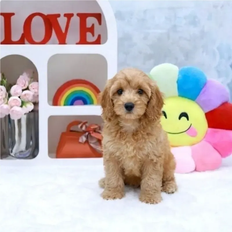 Rina, a apricot Cavapoo girl who found a loving home in Singapore in August 2026