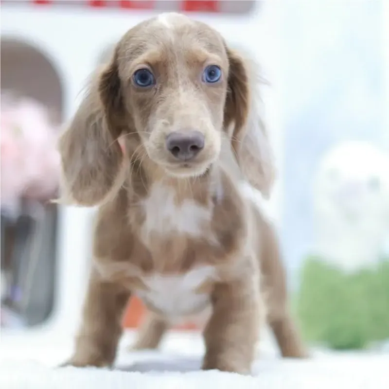 Golden Male Mini Dachshund puppy Eirenos available in Singapore