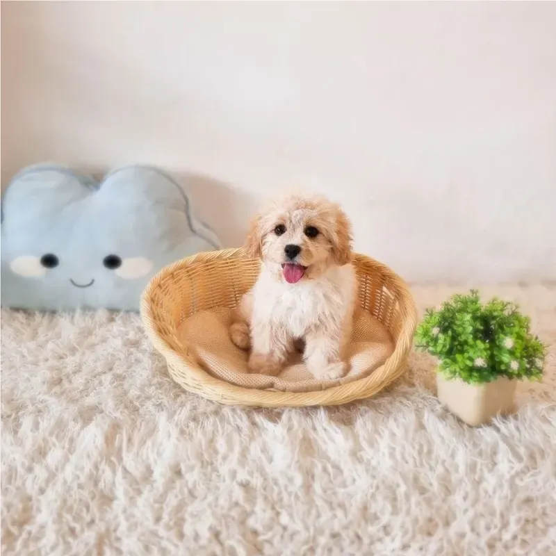 Apricot Male Cavachon puppy Sora recently placed with a Singapore family