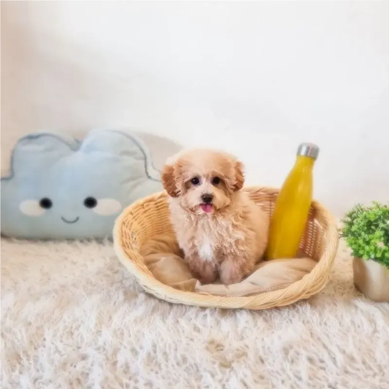 Apricot Female Maltipoo puppy Sev recently placed with a Singapore family