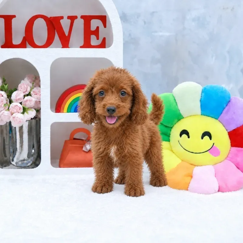 Apricot Male Cavapoo puppy Thir available in Singapore