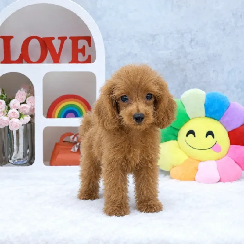 Apricot Male Cavapoo puppy Fou available in Singapore