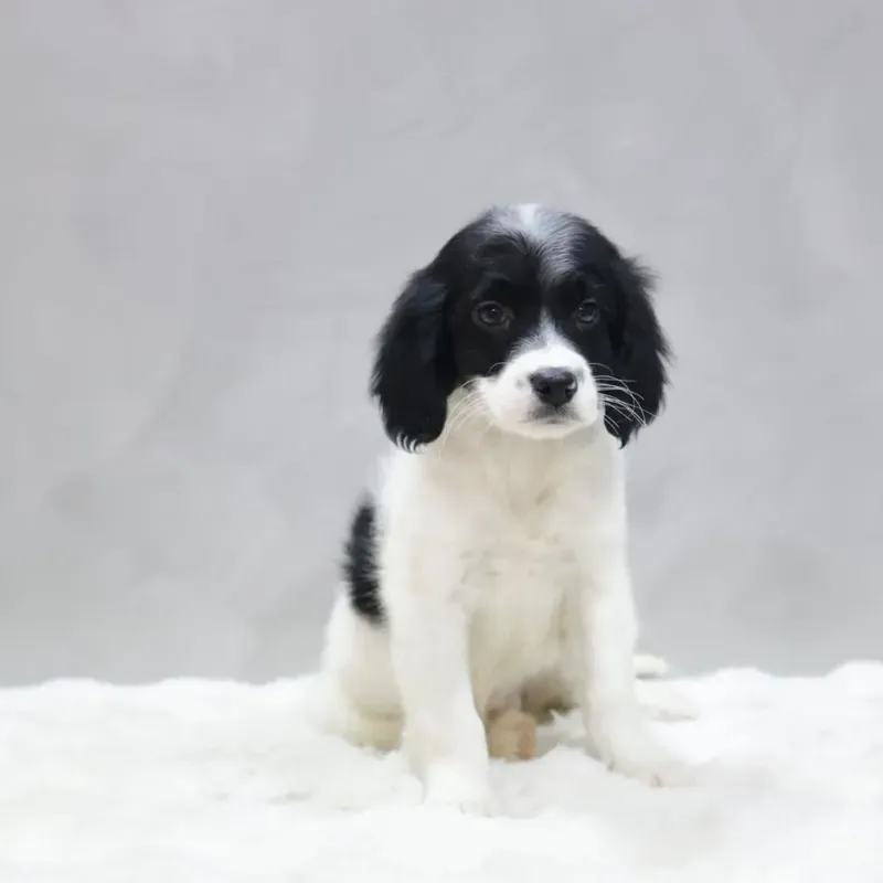 Black White Male Goldendoodle puppy Nova available in Singapore