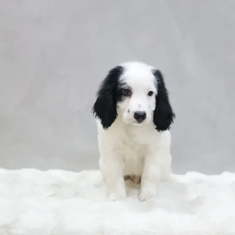 Black White Female Goldendoodle puppy Echo available in Singapore
