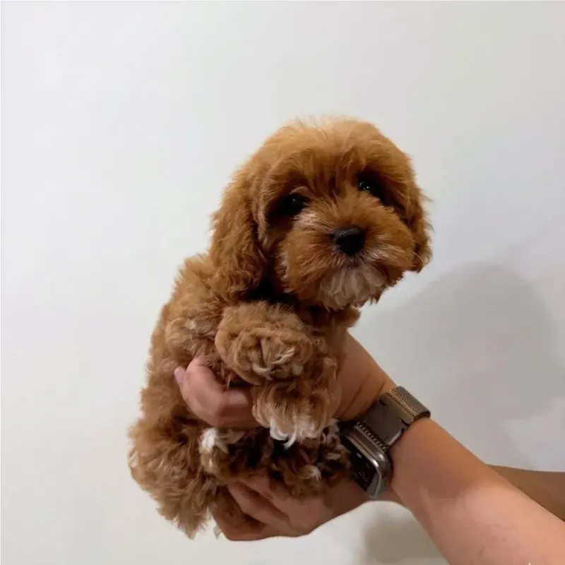 Apricot Female Cavapoo puppy Nifl available in Singapore