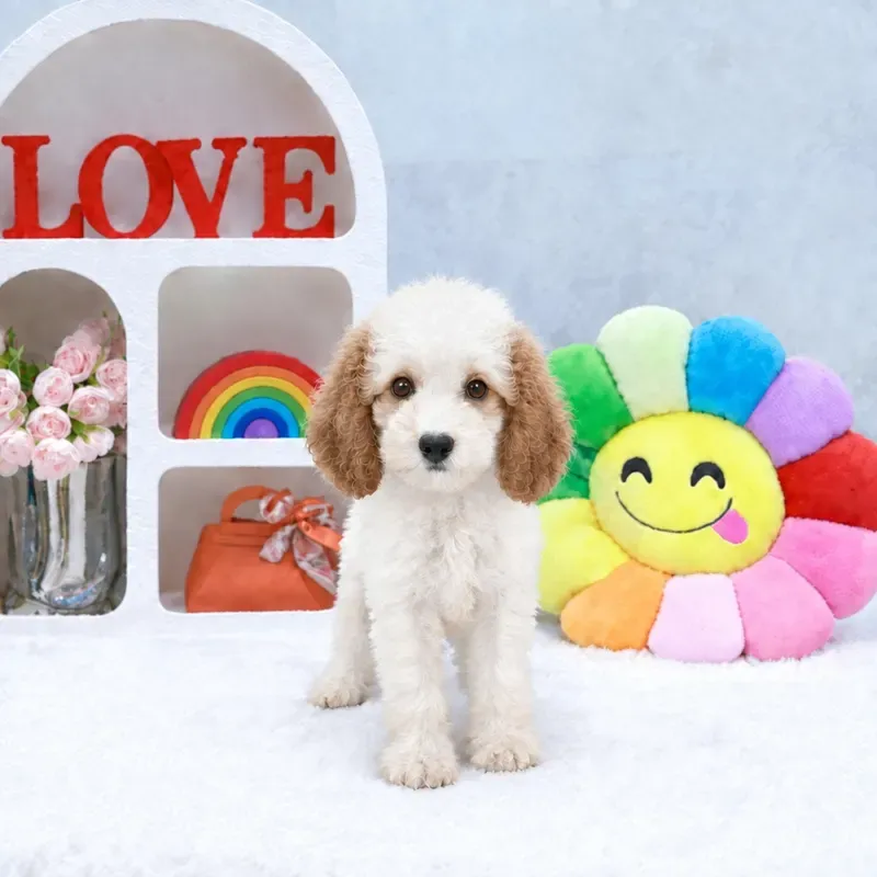 A blenheim Cavapoo girl who found a loving home in Singapore between September and October 2026